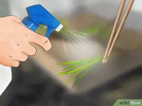 Image intitulée Take Care of a Grasshopper Step 12