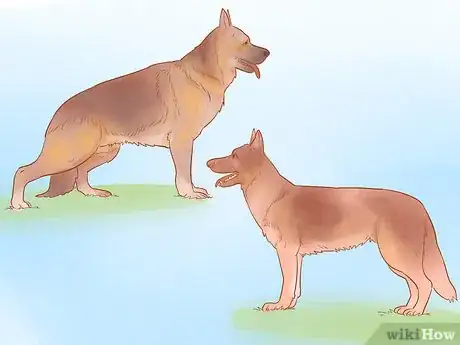 Image intitulée Choose a German Shepherd Puppy Step 4