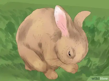 Image intitulée Understand Your Rabbit Step 6