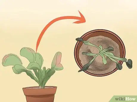 Image intitulée Care for Venus Fly Traps Step 10