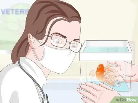 Image intitulée Know when Your Goldfish Is Dying Step 12
