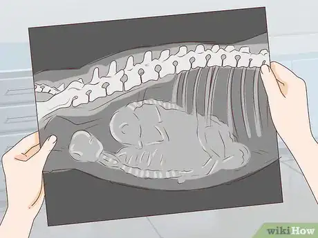 Image intitulée Tell if a Dog Is Pregnant Step 14