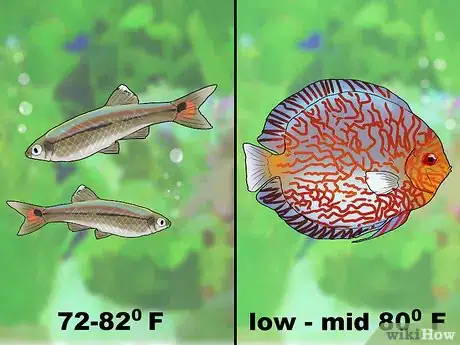 Image intitulée Know Which Fish to Put Together in a Tank Step 2