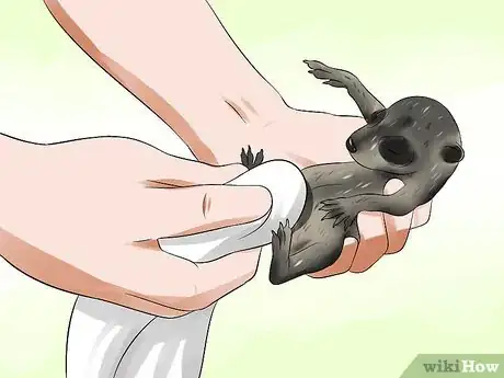 Image intitulée Feed a Baby Raccoon Step 11