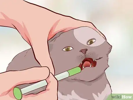 Image intitulée Stop Your Cat's Diarrhea Step 3