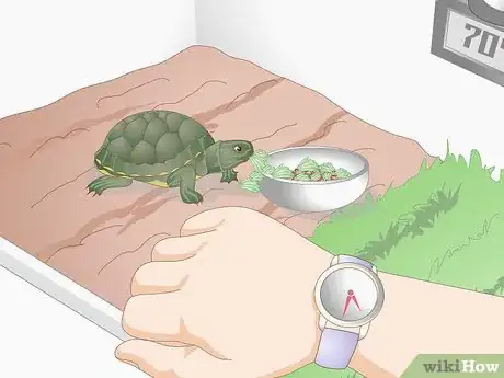 Image intitulée Feed Your Turtle if It is Refusing to Eat Step 9
