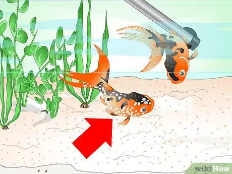 Image intitulée Save a Dying Goldfish Step 6