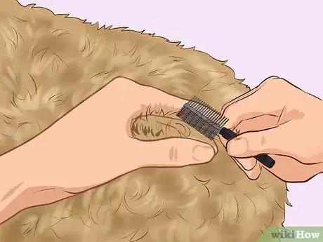 Image intitulée Care for a Toy Poodle Step 9