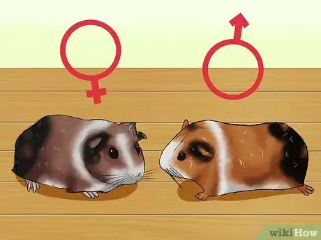 Image intitulée Tell if Your Guinea Pig Is Pregnant Step 1