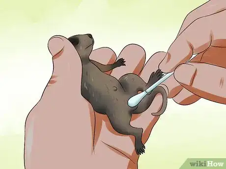 Image intitulée Feed a Baby Raccoon Step 16