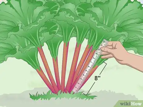 Image intitulée Harvest Rhubarb Step 4