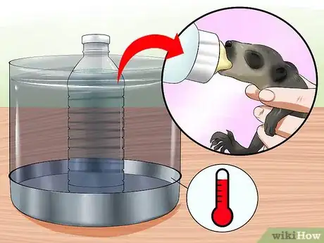 Image intitulée Feed a Baby Raccoon Step 15