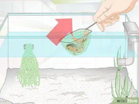Image intitulée Raise Goldfish Fry Step 11