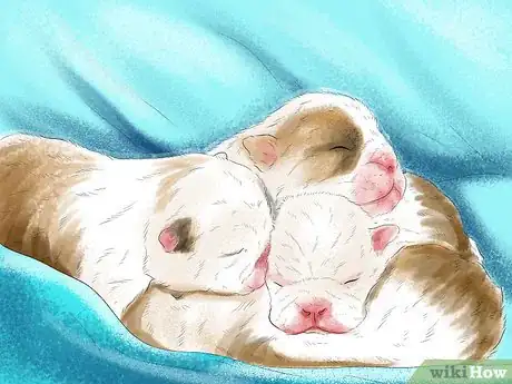 Image intitulée Spot Health Problems in Newborn Puppies Step 12