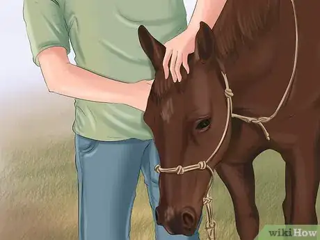 Image intitulée Get Your Horse to Trust and Respect You Step 12