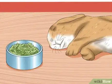 Image intitulée Treat Digestive Problems in Rabbits Step 1