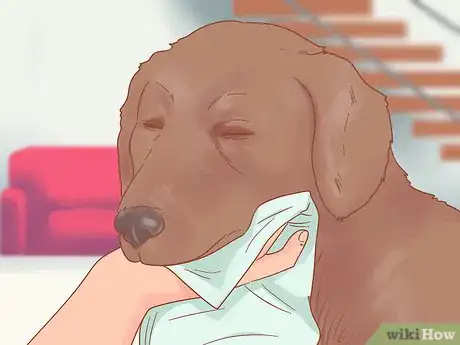 Image intitulée Care for a Dog After It Has Just Vomited Step 3