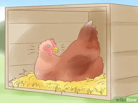 Image intitulée Tell when a Hen Is Ready to Lay Step 7