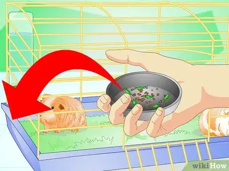 Image intitulée Make Your Guinea Pig Comfortable in Its Cage Step 10