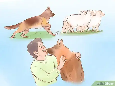 Image intitulée Choose a German Shepherd Puppy Step 2