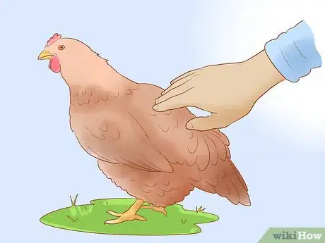 Image intitulée Tell when a Hen Is Ready to Lay Step 5