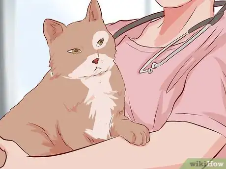 Image intitulée Stop Your Cat's Diarrhea Step 2