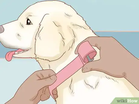 Image intitulée Put on a Dog Harness Step 13