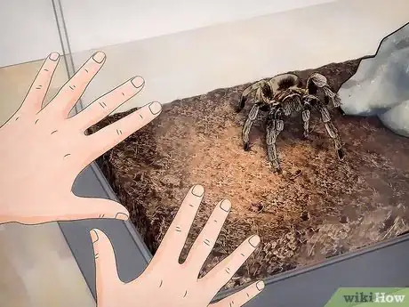 Image intitulée Tell if Your Tarantula Is Molting Step 6