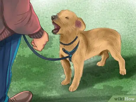 Image intitulée Teach a Dog to Tell You when He Wants to Go Outside Step 10