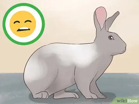 Image intitulée Keep a Rabbit and a Cat Step 5