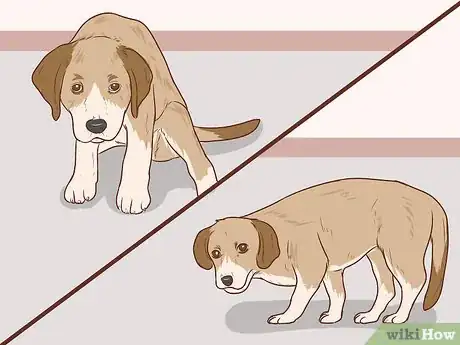 Image intitulée Communicate With Your Dog Step 5