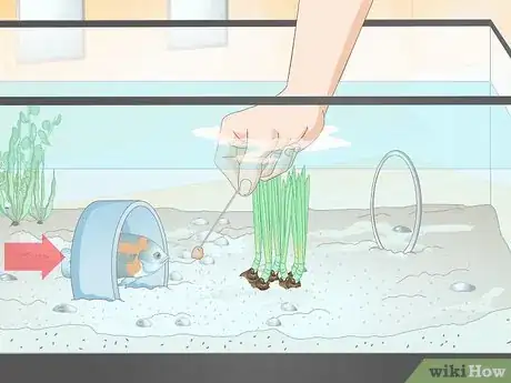 Image intitulée Train Your Fish to Do Tricks Step 9