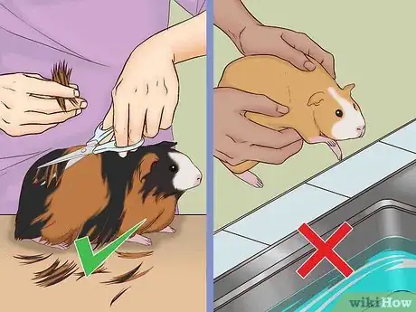 Image intitulée Care for a Pregnant Guinea Pig Step 10