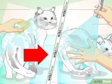 Image intitulée Clean a Cat's Fur Step 14