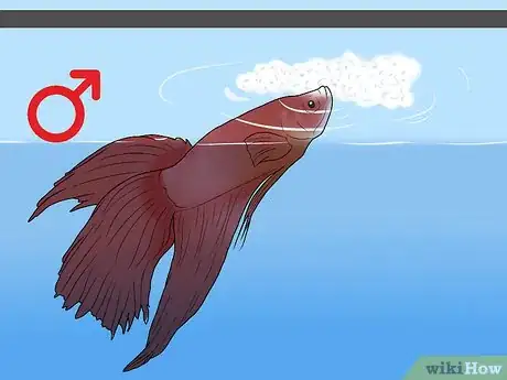 Image intitulée Determine the Sex of a Betta Fish Step 8