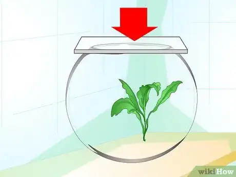 Image intitulée Care for a Betta Fish in a Vase Step 3