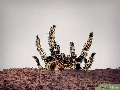 Image intitulée Tell if Your Tarantula Is Molting Step 5