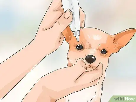 Image intitulée Care for Your Chihuahua Step 8