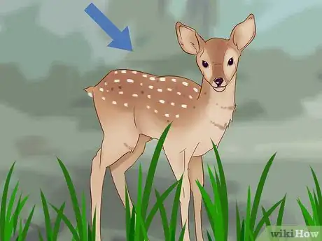 Image intitulée Tell a Fawn's Age Step 2