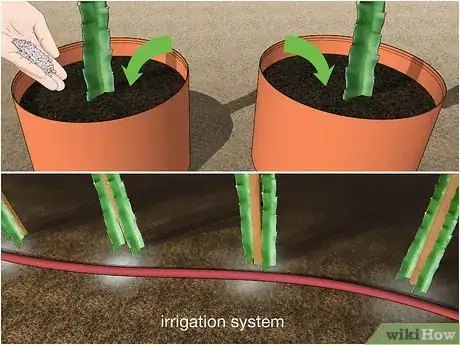 Image intitulée Fertilize Dragon Fruit Step 8