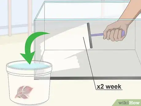 Image intitulée Prevent and Treat Popeye in Betta Fish Step 2