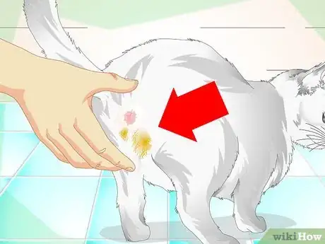 Image intitulée Clean a Cat's Fur Step 1