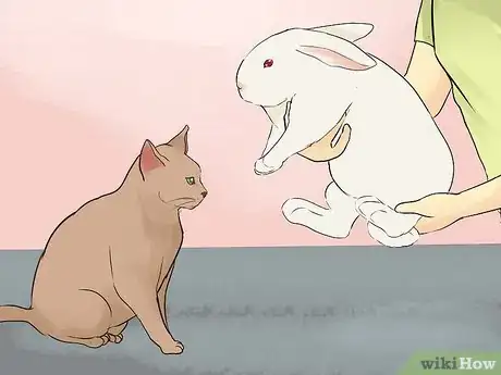 Image intitulée Keep a Rabbit and a Cat Step 9