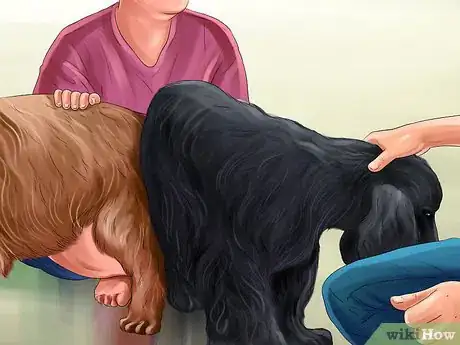 Image intitulée Know if Your Female Dog Is Ready to Breed Step 10