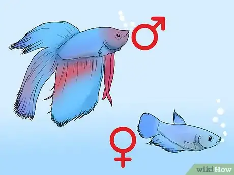 Image intitulée Determine the Sex of a Betta Fish Step 2