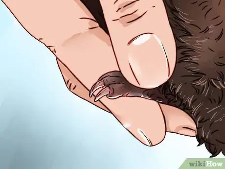 Image intitulée Cut Guinea Pig Claws Step 9
