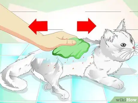 Image intitulée Clean a Cat's Fur Step 7