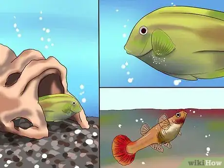Image intitulée Treat Tropical Fish With White Spot Disease (ich) Step 3