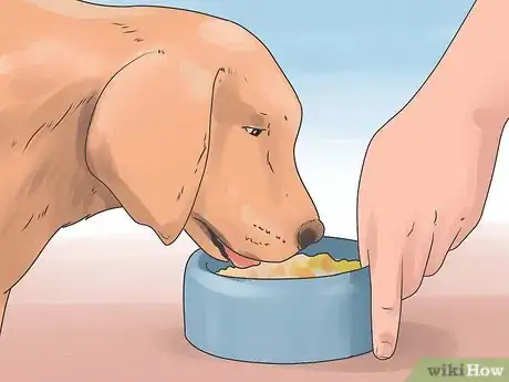 Image intitulée Treat Dog Diarrhea Step 6