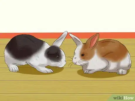 Image intitulée Train a Rabbit to Stop Chewing Carpet Step 14
